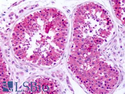 Anti-ASCT1 / SLC1A4 antibody IHC of human testis. Immunohistochemistry of formalin-fixed, paraffin-embedded tissue after heat-induced antigen retrieval. Antibody LS-A9772 dilution 2.5 ug/ml.