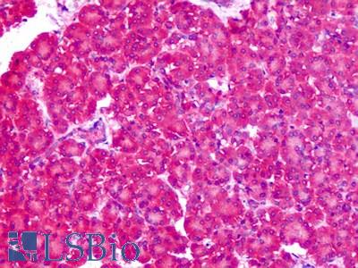 Anti-ASCT1 / SLC1A4 antibody IHC of human pancreas. Immunohistochemistry of formalin-fixed, paraffin-embedded tissue after heat-induced antigen retrieval. Antibody LS-A9772 dilution 2.5 ug/ml.