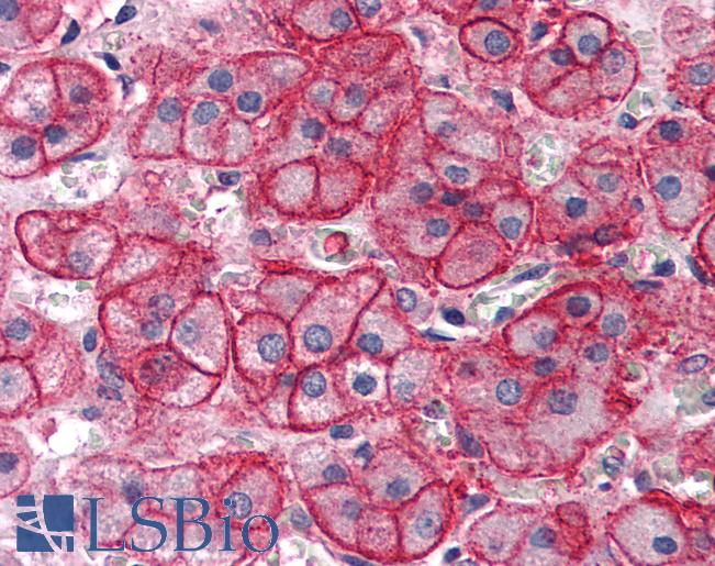 Anti-SLC1A4 antibody LS-A9771 IHC of human adrenal. Immunohistochemistry of formalin-fixed, paraffin-embedded tissue after heat-induced antigen retrieval.