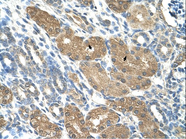 SLC1A5 antibody LS-C31887 was used in IHC to stain formalin-fixed, paraffin-embedded human kidney.