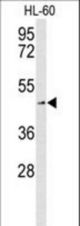 Western blot of SLC1A5 Antibody in K562 cell line lysates (35 ug/lane). SLC1A5 (arrow) was detected using the purified antibody.
