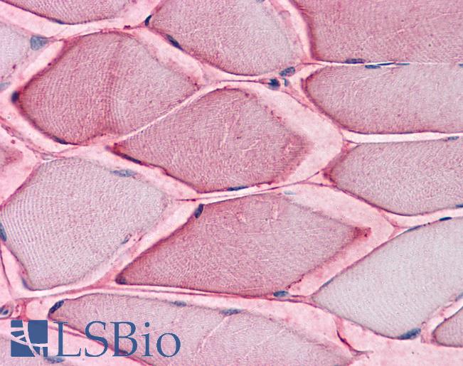 Anti-SLC1A5 antibody LS-A9044 IHC of human skeletal muscle. Immunohistochemistry of formalin-fixed, paraffin-embedded tissue after heat-induced antigen retrieval.