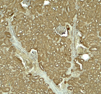 Immunohistochemistry of SLC1A7 in mouse kidney tissue with SLC1A7 antibody at 5 ug/ml.