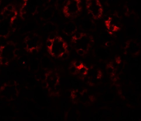 Immunofluorescence of SLC1A7 in mouse kidney tissue with SLC1A7 antibody at 20 ug/ml.