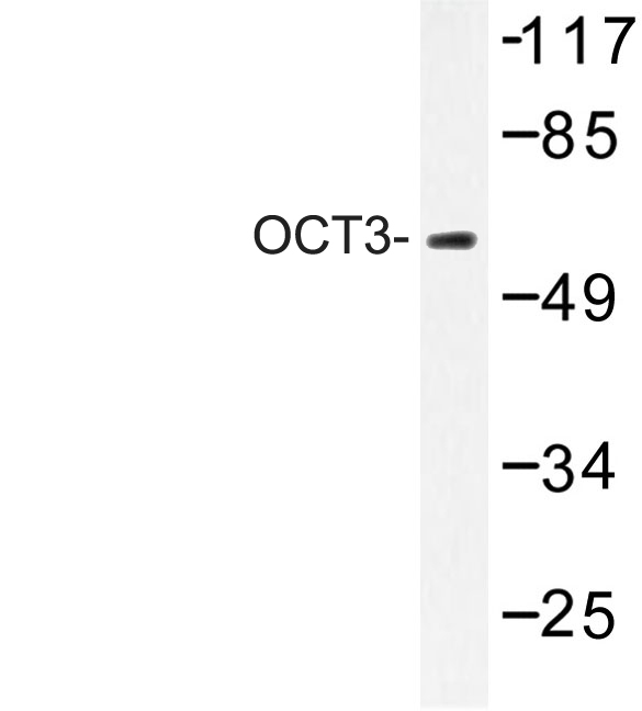 Western blot of OCT3 (Q306) pAb in extracts from HUVEC cells.