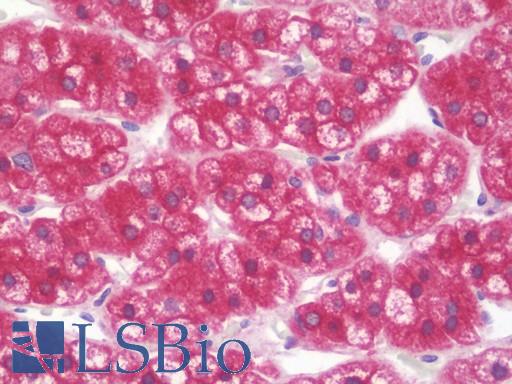 Anti-SLC22A4 / OCTN1 antibody IHC staining of human adrenal. Immunohistochemistry of formalin-fixed, paraffin-embedded tissue after heat-induced antigen retrieval. Antibody LS-B10568 dilution 1:50.