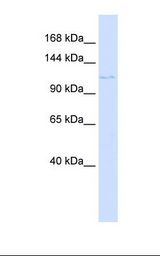 Placenta lysate. Antibody concentration: 1.0 ug/ml. Gel concentration: 6-18%.