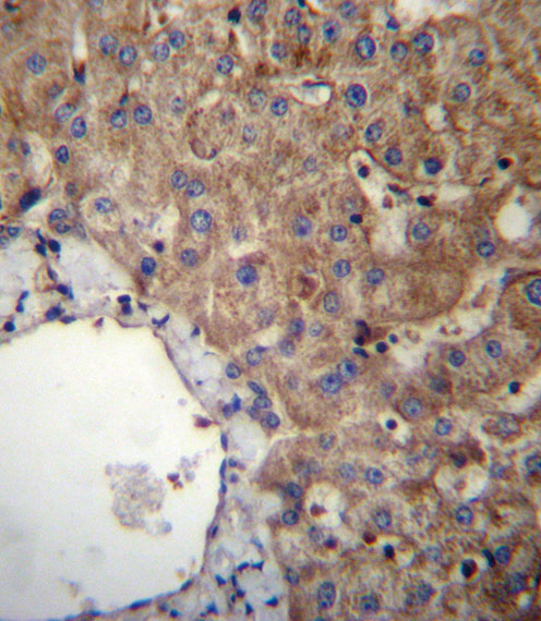 SLC23A1 Antibody immunohistochemistry of formalin-fixed and paraffin-embedded human liver tissue followed by peroxidase-conjugated secondary antibody and DAB staining.