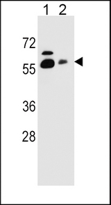 SLC23A1 Antibody western blot of HepG2(lane 1),NCI-H292(lane 2) cell line lysates (35 ug/lane). The SLC23A1 antibody detected the SLC23A1 protein (arrow).