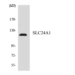 Western blot of the lysates from HepG2 cells using SLC24A1 antibody.