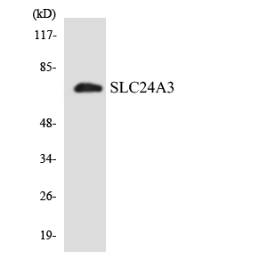 Western blot of the lysates from K562 cells using SLC24A3 antibody.
