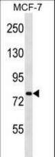 SLC24A3 Antibody western blot of MCF-7 cell line lysates (35 ug/lane). The SLC24A3 antibody detected the SLC24A3 protein (arrow).