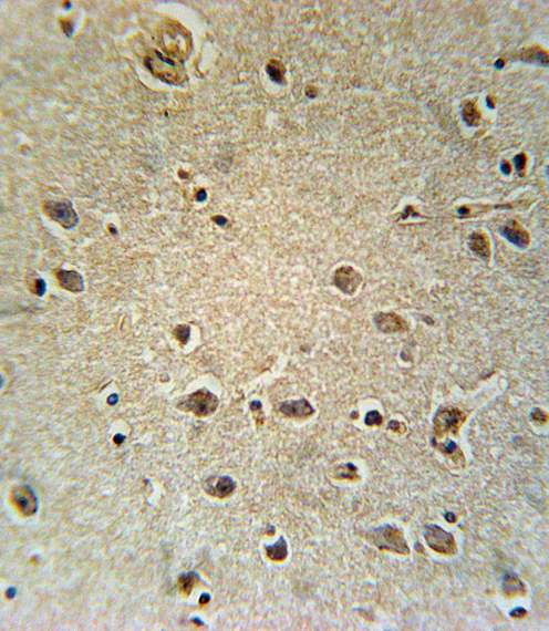 TXTP Antibody immunohistochemistry of formalin-fixed and paraffin-embedded human brain tissue followed by peroxidase-conjugated secondary antibody and DAB staining.