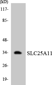 Western blot of the lysates from HepG2 cells using SLC25A11 antibody.