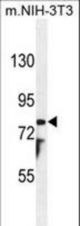 PTCHD1 Antibody western blot of mouse NIH-3T3 cell line lysates (35 ug/lane). The PTCHD1 antibody detected the PTCHD1 protein (arrow).