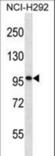 PTHD2 Antibody western blot of NCI-H292 cell line lysates (35 ug/lane). The PTHD2 antibody detected the PTHD2 protein (arrow).