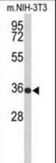 Western blot of SLC25A17 Antibody in Mouse NIH-3T3 cell line lysates (35 ug/lane). SLC25A17 (arrow) was detected using the purified antibody.