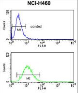 SLC25A17 Antibody flow cytometry of NCI-H460 cells (bottom histogram) compared to a negative control cell (top histogram). FITC-conjugated goat-anti-rabbit secondary antibodies were used for the analysis.