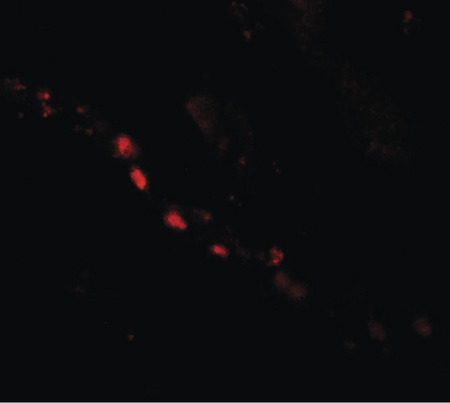 Immunofluorescence of PTCHD2 in human kidney tissue with PTCHD2 antibody at 20 ug/ml.