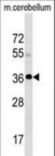 SLC25A20 Antibody western blot of mouse cerebellum tissue lysates (35 ug/lane). The SLC25A20 antibody detected the SLC25A20 protein (arrow).