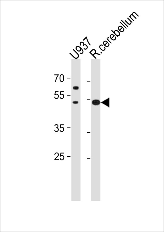 SLC25A25 Antibody western blot of U-937 cell line and rat cerebellum tissue lysates (35 ug/lane). The SLC25A25 antibody detected the SLC25A25 protein (arrow).