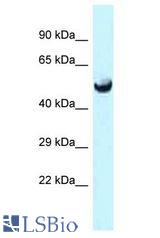 SLC25A25 antibody Western Blot of Mouse Heart. Antibody dilution: 1 ug/ml.