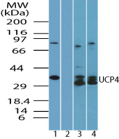 Western blot of UCP4 in human brain lysate in the 1) absence and 2) presence of immunizing peptide, 3) mouse brain lysate and 4) rat brain lysate using LS-C148475 at 1.0 ug/ml, 0.5 ug/ml and 0.5 ug/ml, respectively.
