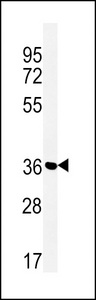 Western blot of MFRN2 Antibody in Jurkat cell line lysates (35 ug/lane). MFRN2 (arrow) was detected using the purified antibody.