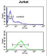 MFRN2 Antibody flow cytometry of Jurkat cells (bottom histogram) compared to a negative control cell (top histogram). FITC-conjugated goat-anti-rabbit secondary antibodies were used for the analysis.