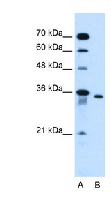 SLC25A32 antibody LS-C40444 Western blot of HepG2 cell lysate.