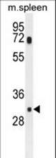 MCAR1 Antibody western blot of mouse spleen tissue lysates (35 ug/lane). The MCAR1 antibody detected the MCAR1 protein (arrow).