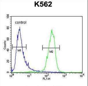 MCART2 Antibody flow cytometry of K562 cells (right histogram) compared to a negative control cell (left histogram). FITC-conjugated goat-anti-rabbit secondary antibodies were used for the analysis.
