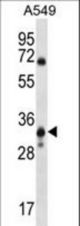MCART6 Antibody western blot of A549 cell line lysates (35 ug/lane). The MCART6 antibody detected the MCART6 protein (arrow).