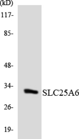 Western blot of the lysates from K562 cells using SLC25A6 antibody.