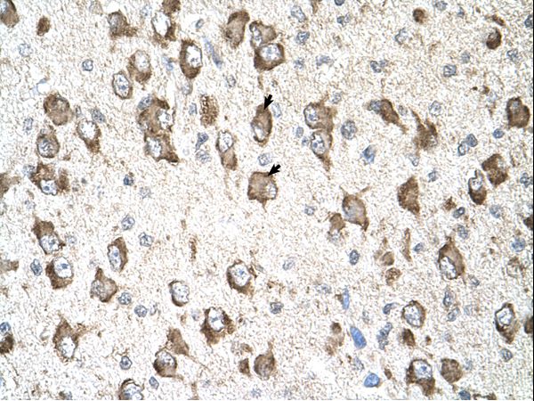 SLC26A8 / TAT1 antibody LS-C40448 was used in IHC to stain formalin-fixed, paraffin-embedded human brain.