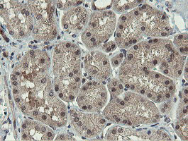 IHC of paraffin-embedded Human Kidney tissue using anti-PROSC mouse monoclonal antibody. (Heat-induced epitope retrieval by 10mM citric buffer, pH6.0, 100C for 10min).