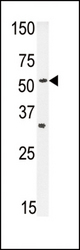 Western blot of ENT1 Antibody in mouse heart tissue lysates (35 ug/lane). ENT1 (arrow) was detected using the purified antibody.