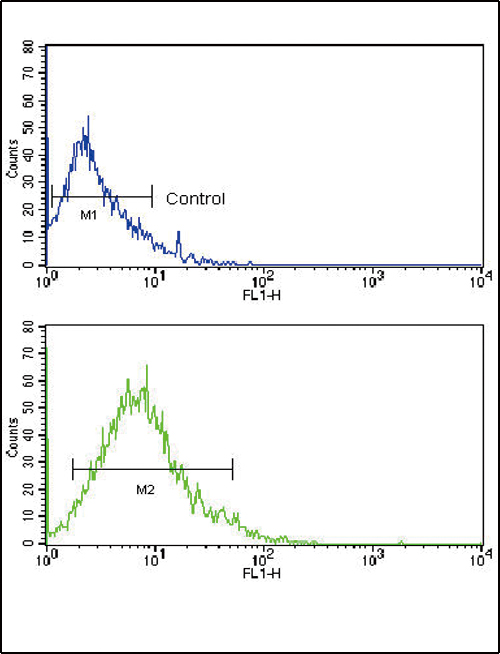 Flow cytometric of HL-60 cells using GLUT2 (SLC2A2) Antibody (bottom histogram) compared to a negative control cell (top histogram). FITC-conjugated goat-anti-rabbit secondary antibodies were used for the analysis.