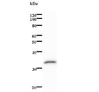 Western blot analysis of immunized recombinant protein, using anti-SLC2A4RG monoclonal antibody.