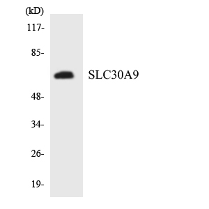 Western blot of the lysates from K562 cells using SLC30A9 antibody.