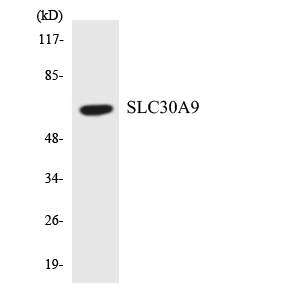 Western blot of the lysates from HepG2 cells using SLC30A9 antibody.