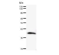 Western blot analysis of immunized recombinant protein, using anti-SLC30A9 monoclonal antibody.