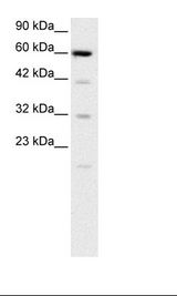 HepG2 Cell Lysate