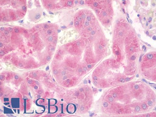 Anti-SLC33A1 antibody IHC staining of human kidney. Immunohistochemistry of formalin-fixed, paraffin-embedded tissue after heat-induced antigen retrieval. Antibody LS-B10222 dilution 1:100.