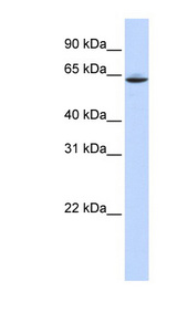 SLC33A1 antibody western blot of human placenta lysate.