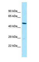SLC35B2 antibody Western Blot of HepG2.