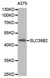 Western blot analysis of extracts of A375 cell line, using SLC35B2 antibody.