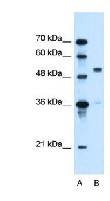 SLC37A3 antibody LS-C40445 Western blot of HepG2 cell lysate.