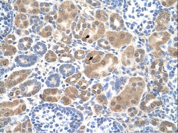 SLC38A1 antibody LS-C40425 was used in IHC to stain formalin-fixed, paraffin-embedded human kidney.