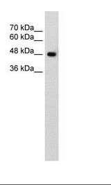 HepG2 Cell Lysate